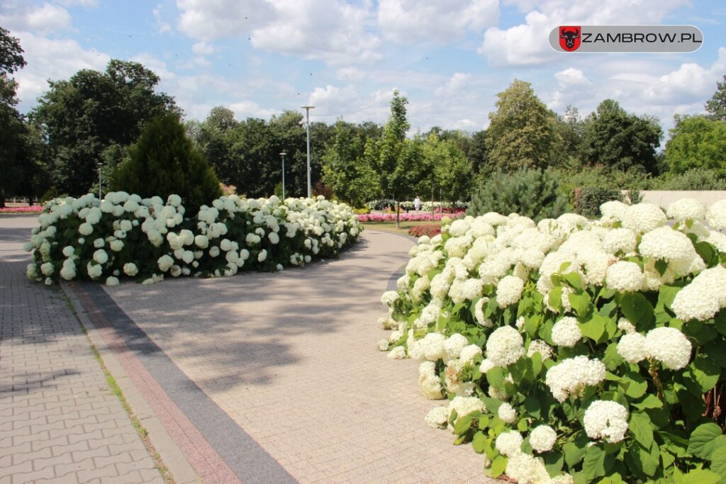 Zielony Zambrów, 19.07.2023r. fot. J. Włodkowska - Kurpiewska