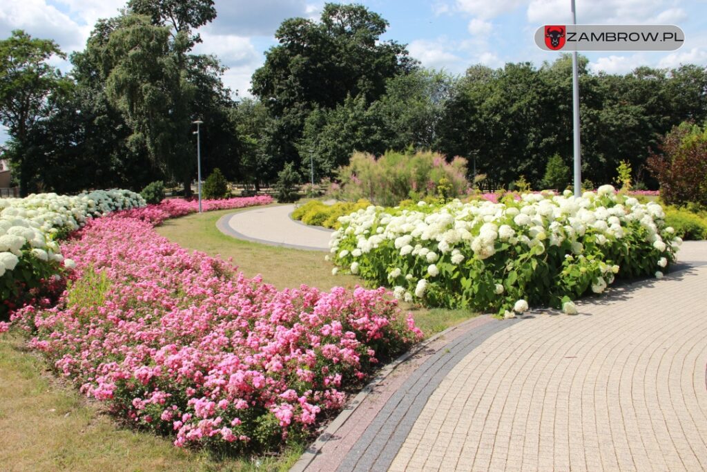 Zielony Zambrów, 19.07.2023r. fot. J. Włodkowska - Kurpiewska