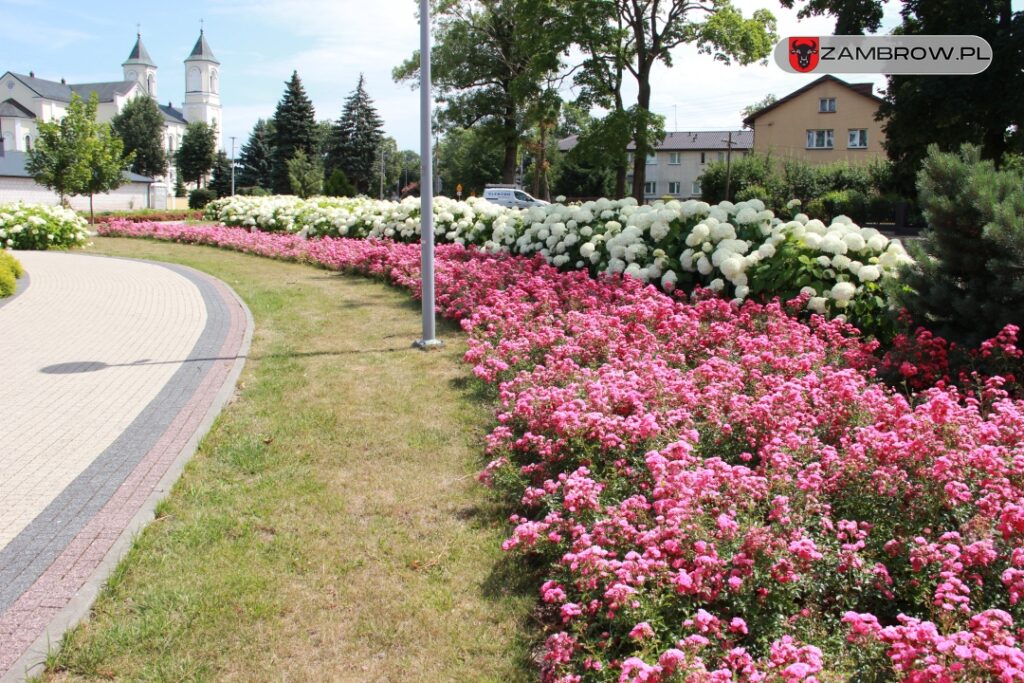 Zielony Zambrów, 19.07.2023r. fot. J. Włodkowska - Kurpiewska