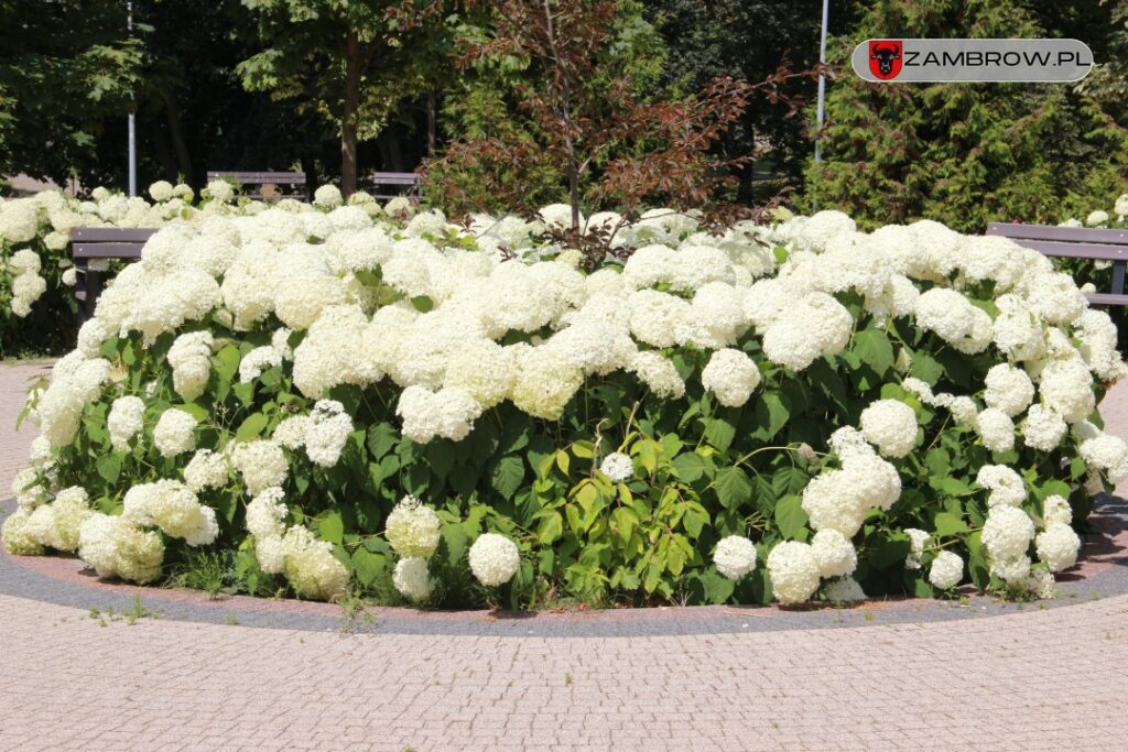 Zielony Zambrów, 19.07.2023r. fot. J. Włodkowska - Kurpiewska